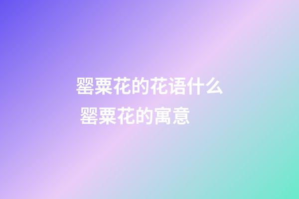 罂粟花的花语什么 罂粟花的寓意